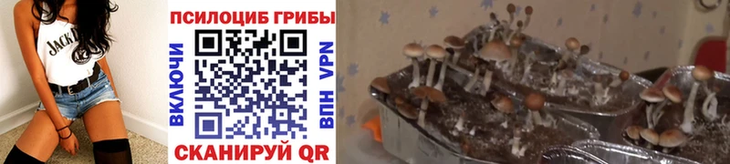 Галлюциногенные грибы GOLDEN TEACHER  Чита 